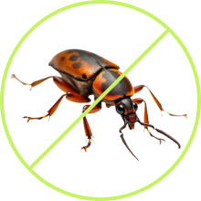 Cockroach Control Yuma